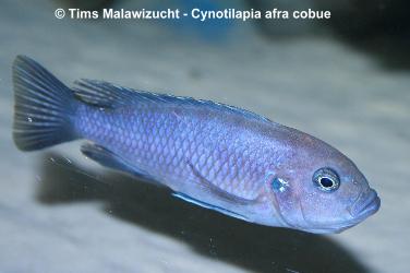 Cynotilapia afra cobue